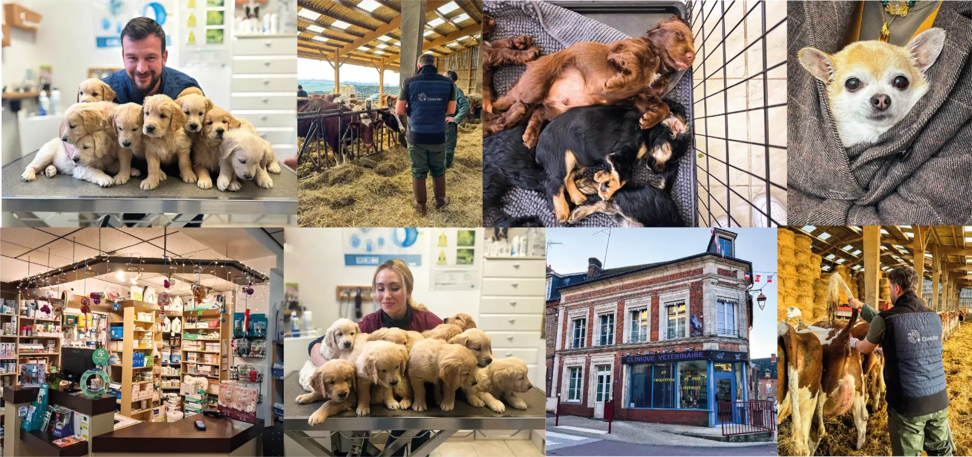 Clinique vétérinaire Broglie canine rurale équine