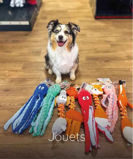 magasin toilettage fichier exe site 04