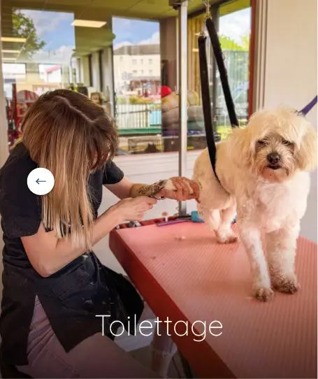 magasin toilettage fichier exe site 06