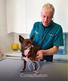 clinique vétérinaire dieppe consultation