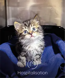 clinique vétérinaire dieppe hospitalisation
