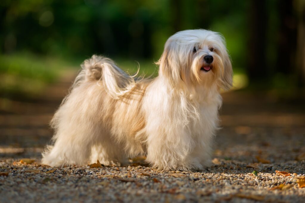 bichon havanais physical 2
